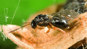 Há um projeto pioneiro na Terceira de combate à vespa-das-galhas-do-castanheiro