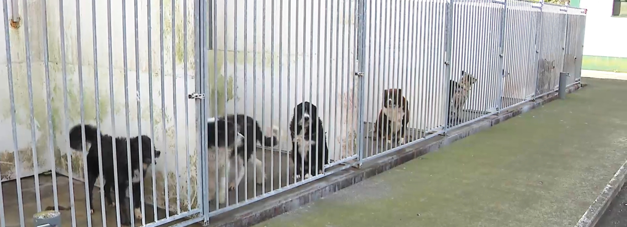 Imagem de Açores mantêm taxa mais alta de abandono de animais no país