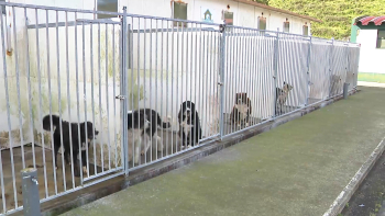 Açores mantêm taxa mais alta de abandono de animais no país