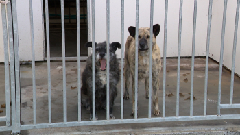 Imagem de Açores continuam com a taxa de abandono animal mais alta do país