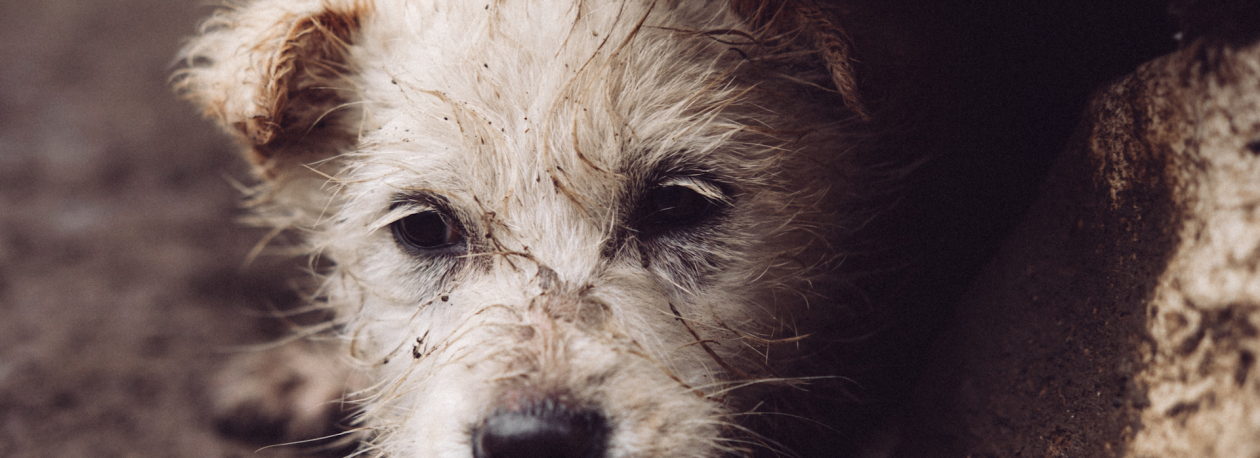 Imagem de Taxa de abandono de animais de companhia na Região é três vezes superior à média nacional