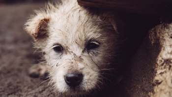 Imagem de Taxa de abandono de animais de companhia na Região é três vezes superior à média nacional