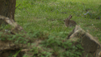 Coelhos do Parque Urbano em Ponta Delgada não são ameaça à saúde pública