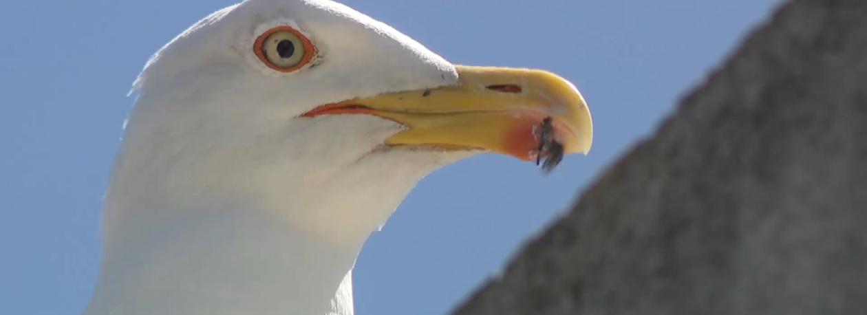 Imagem de Aumento de gaivotas em Ponta Delgada está relacionado com época de nidificação