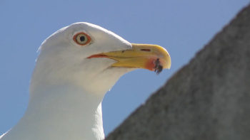 Aumento de gaivotas em Ponta Delgada está relacionado com época de nidificação