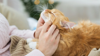 Imagem de Provedora do Animal defende censos para todos os animais de companhia nos Açores