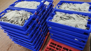 GNR apreende 630 quilos de chicharro em Angra do Heroísmo