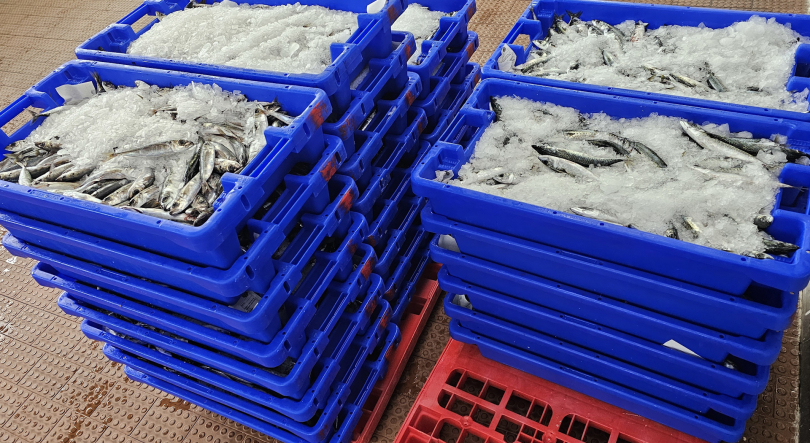 GNR apreende 630 quilos de chicharro em Angra do Heroísmo