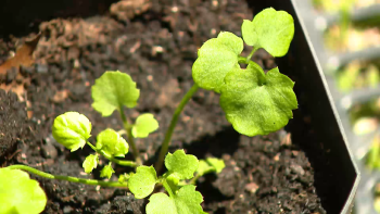 Cardamine Caldeirarum: Nova espécie endémica no Parque Terra Nostra permite analisar alterações climáticas