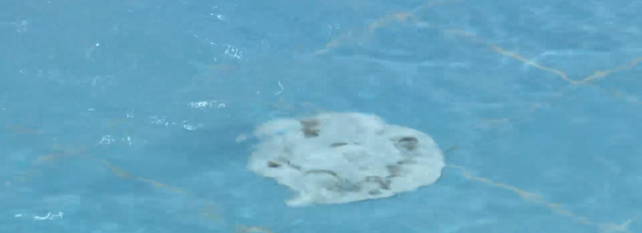 Imagem de Piscinas na Ribeira Grande voltam a encerrar após análises à qualidade da água