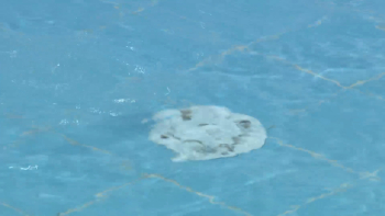 Piscinas na Ribeira Grande voltam a encerrar após análises à qualidade da água