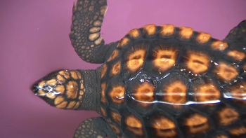 Tartarugas marinhas: Projeto Costa começou nos Açores há 11 anos