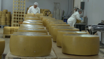 Lactaçores aposta no mercado europeu para escoar Queijo de São Jorge e aliviar armazéns