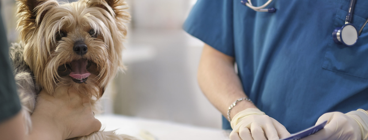 Imagem de Ordem dos Médicos Veterinários quer reduzir IVA para 6% em serviços veterinários
