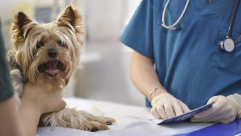 Imagem de Ordem dos Médicos Veterinários quer reduzir IVA para 6% em serviços veterinários