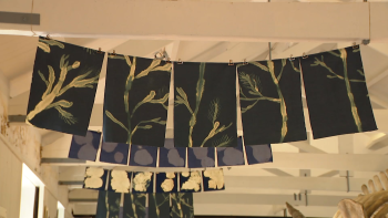Imagem de Laboratório Sombra: Exposição promove reflexão sobre sustentabilidade