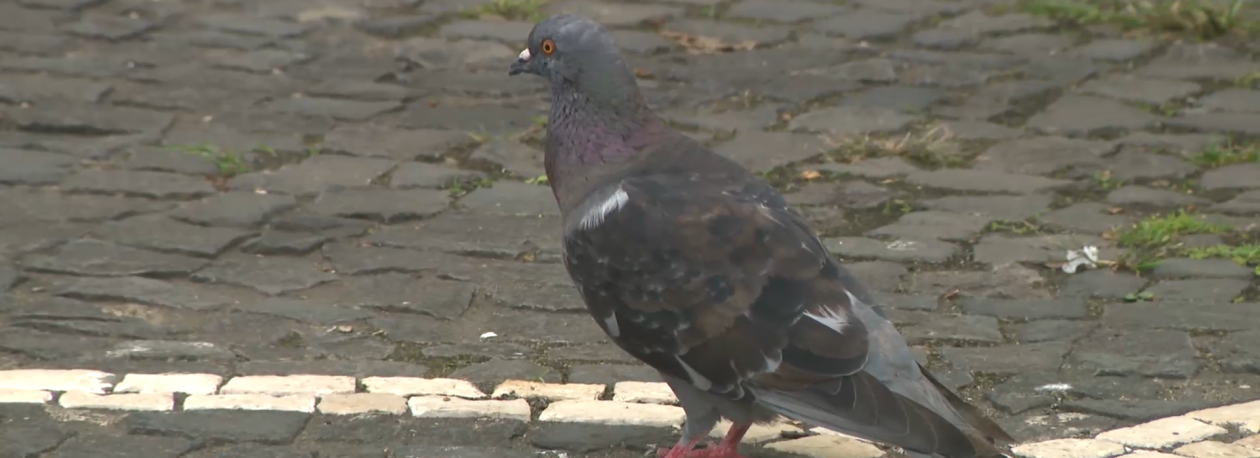 Imagem de Doença de NewCastle está a afetar pombos e rolas nos Açores