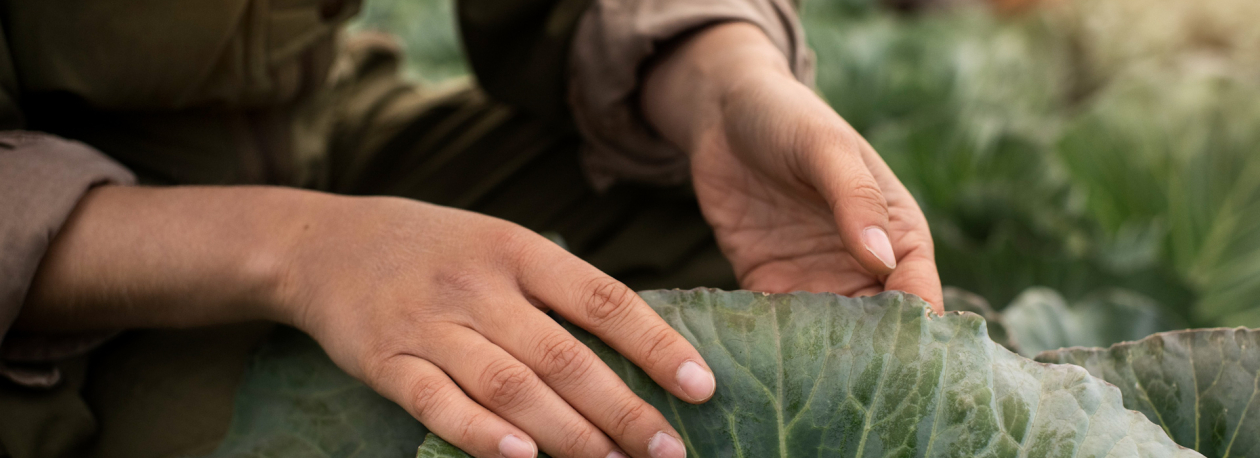 Imagem de Apoios aos agricultores: Secretário explica que decorrem trâmites legais