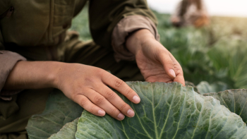 Apoios aos agricultores: Secretário explica que decorrem trâmites legais