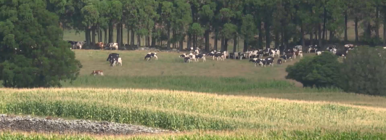Imagem de Governo dos Açores aprova atribuição de 3M€ aos agricultores anunciado em julho pela República