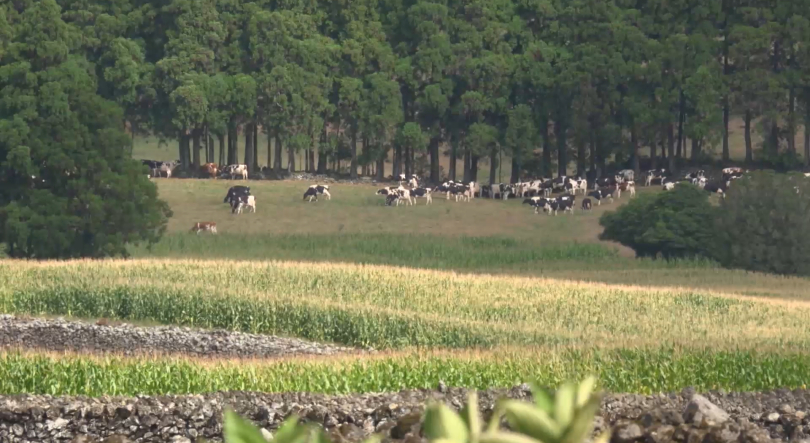 Governo dos Açores aprova atribuição de 3M€ aos agricultores anunciado em julho pela República