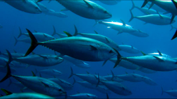Federação das Pescas Açores: “Época do bonito está a correr muito mal”