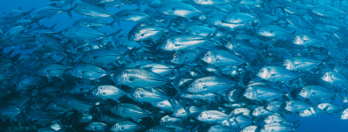 Imagem de Pescadores surpreendidos com falta de atum bonito no mar dos Açores