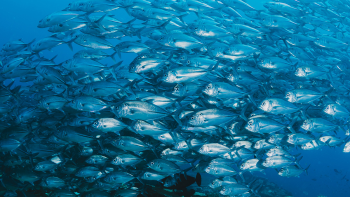Imagem de Pescadores surpreendidos com falta de atum bonito no mar dos Açores