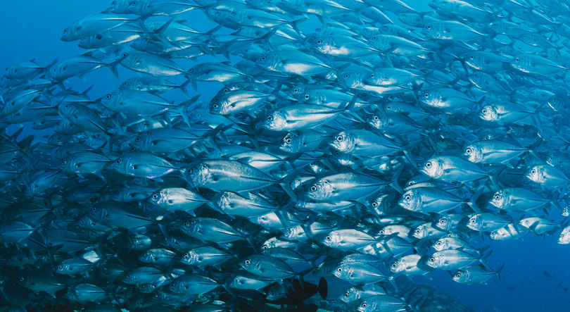 Imagem de Conferência ‘Entre Dois Oceanos’ homenageia legado açoriano na pesca do atum no Pacífico Oriental