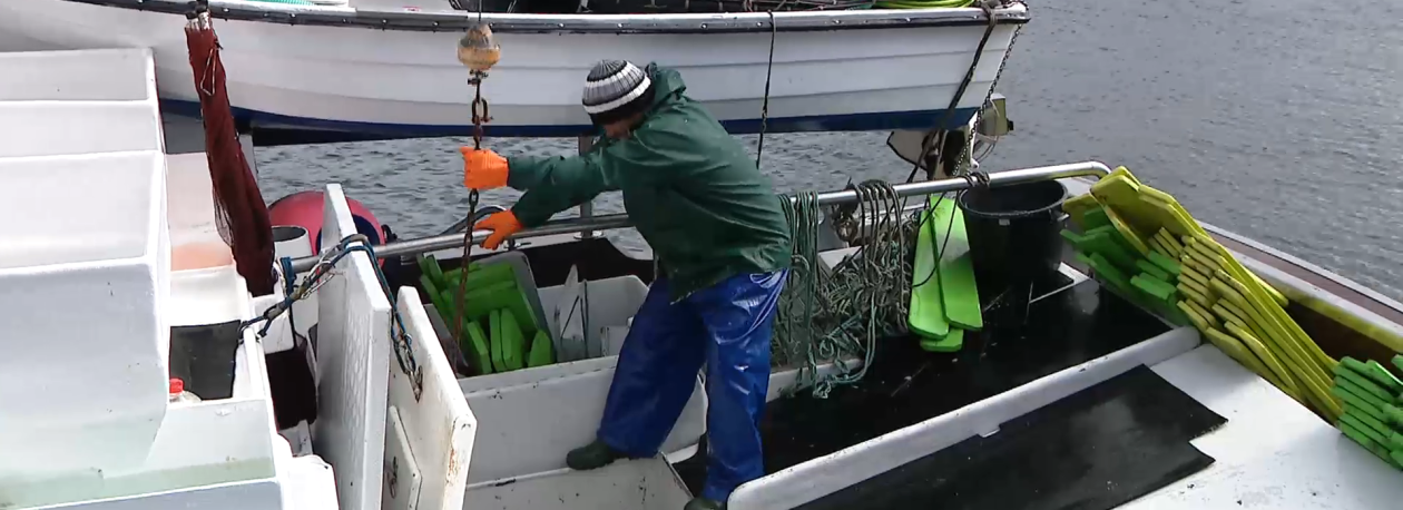 Imagem de Pesca do atum-patudo reabriu hoje nos Açores e Madeira