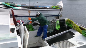 Pesca do atum-patudo reabriu hoje nos Açores e Madeira