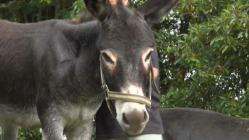 Parque de Serralves vai receber um exemplar do Burro da Graciosa