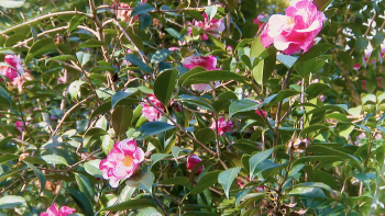 Imagem de Reserva Florestal do Cerrado dos Bezerros vai acolher coleção de 400 variedades de Camélias