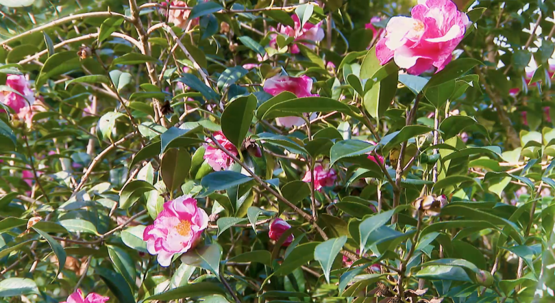 Imagem de Reserva Florestal do Cerrado dos Bezerros vai acolher coleção de 400 variedades de Camélias