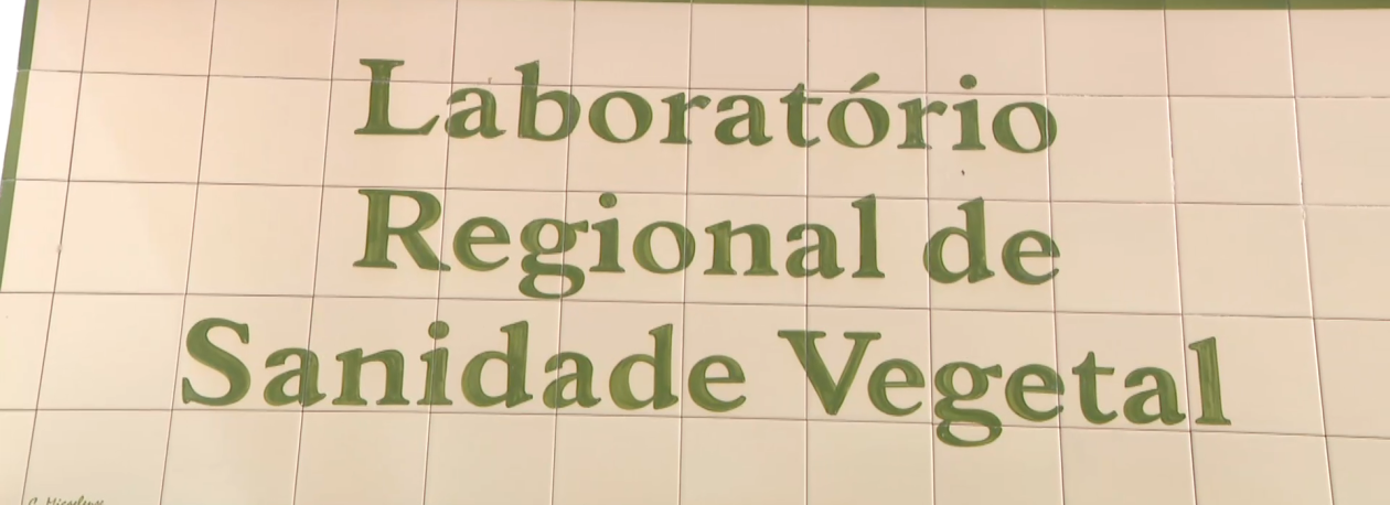 Imagem de Laboratório de Sanidade Vegetal com vigilância reforçada no combate a pragas