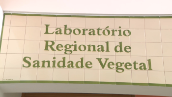 Laboratório de Sanidade Vegetal com vigilância reforçada no combate a pragas