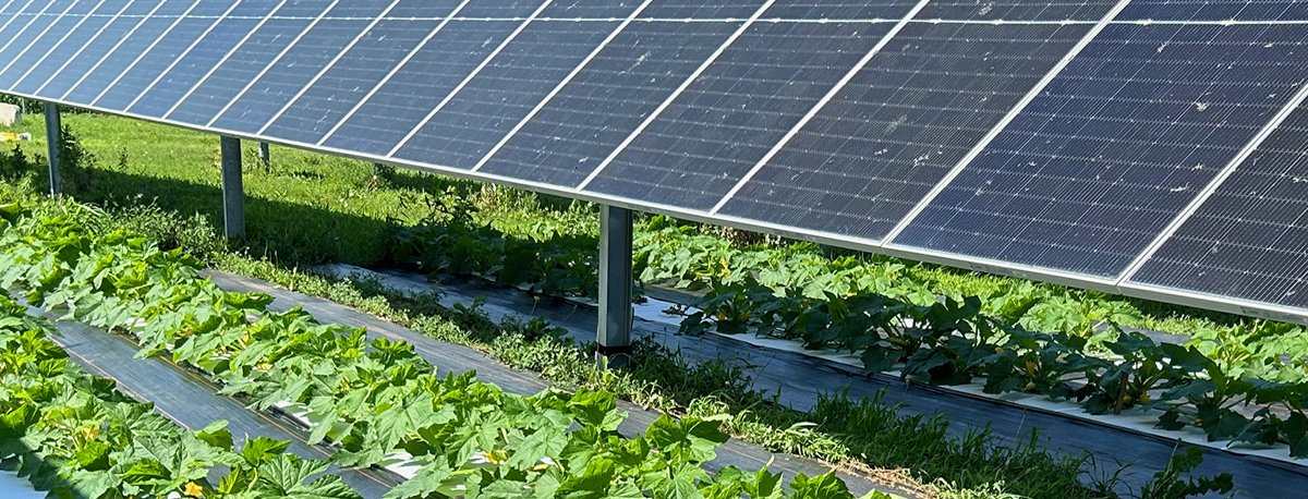 Imagem de PRR levou eletricidade a várias explorações agrícolas dos Açores