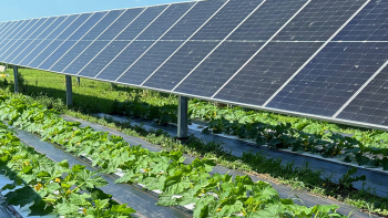PRR levou eletricidade a várias explorações agrícolas dos Açores