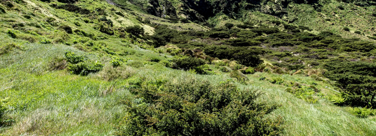 Imagem de Projeto LIFE IP Azores Natura: Já foram plantadas mais de 65 mil plantas endémicas em todas as ilhas