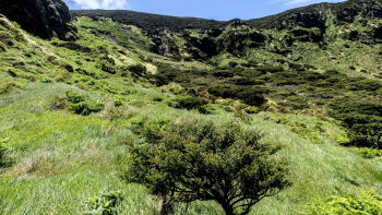 Imagem de Projeto LIFE IP Azores Natura: Já foram plantadas mais de 65 mil plantas endémicas em todas as ilhas