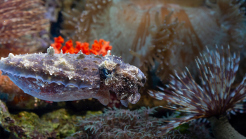 Imagem de 81 novas espécies marinhas invasoras foram detetadas nos Açores