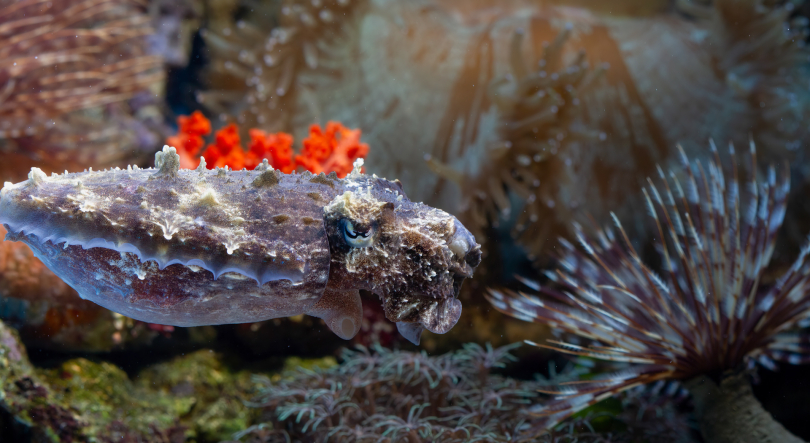 81 novas espécies marinhas invasoras foram detetadas nos Açores