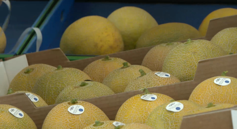 Imagem de Meloa da Graciosa: Mau tempo condiciona produção mas exportações devem crescer