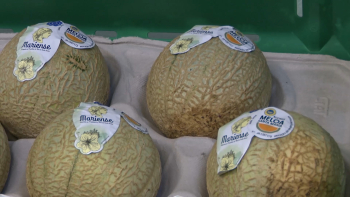 Meloa de Santa Maria: Produção deste ano está abaixo das expetativas
