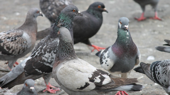 Doença de Newcastle: Vacinação de aves domésticas é uma das medidas de prevenção