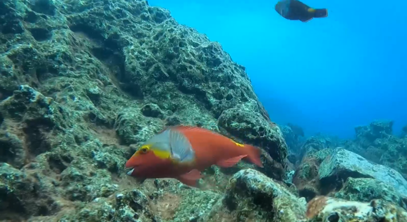 Imagem de Três investigadores do Instituto OKEANOS participaram na expedição internacional The GAP