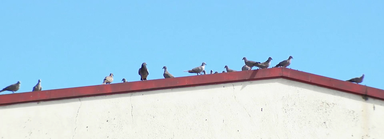 Imagem de Doença de Newcastle alastra a 6 ilhas da Região