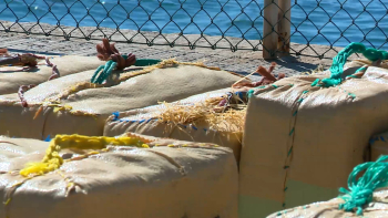 Tráfico cocaína: Península Ibérica é a principal porta de entrada