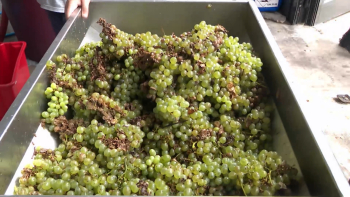 Mau tempo e pragas reduzem produção de uva em Santa Maria até 40%