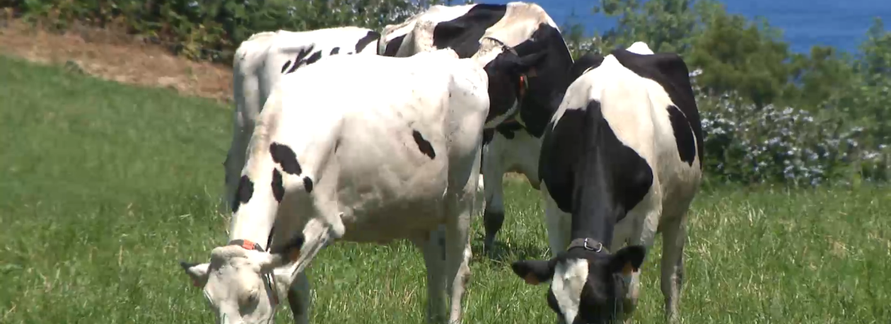 Imagem de Descida do preço do leite: Federação Agrícola condena redução de 1,5 cêntimos